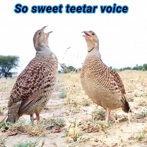 Teetar sounds | Gray francolin teetar sound | teetar voice | female teetar awaz | BIRD 24