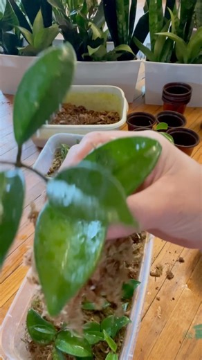 Potting Propagations 🌱 Sphagnum Moss to Coco Mulch 🌱 #sphagnummoss #cocomulch #plantcare #propagation #hoyaplant #happyplants | Foraging Fosters