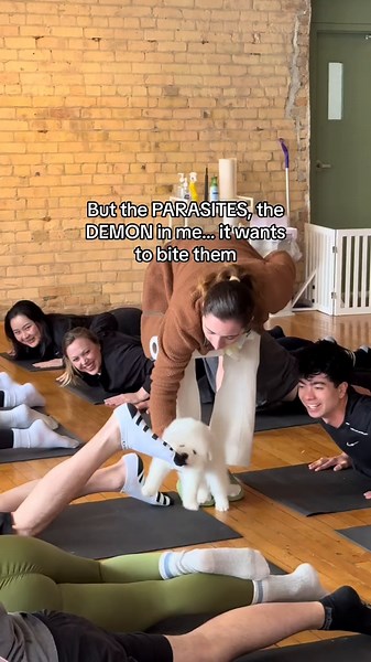 Cavapoo Puppy Bites: The Adorable Mischief Within