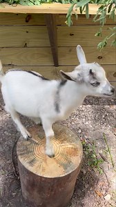 1.7K views · 30 reactions | Our goats are a huge help when it comes to trimming and weeding around the wildlife center  | North Florida Wildlife Center | Facebook