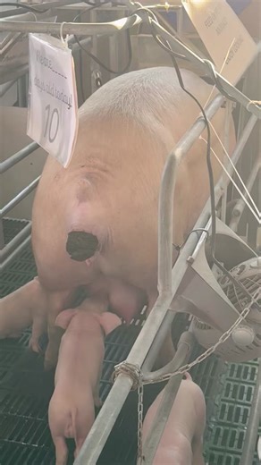 Hilarious Pig Compilation - Must See!