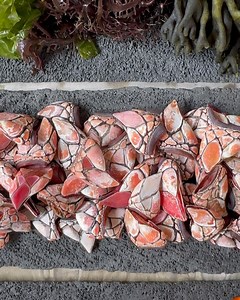 63K views | Central Restaurante on Reels | Facebook