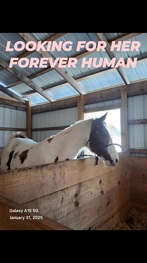 Paint, Mare, 16/18 Years Old, 15 Hands, Reg. But Does Not Come With Papers, Breeding Stock - Retired Breeder, Project. McGee Equine & Livestock Farrier Service, Rescue, and Rehabilitation | McGee Equine & Livestock Farrier Service, Rescue, and Rehabilitation