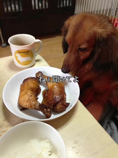 君が食べたがっていたローストチキン買ってきたよ… #遅くなってごめんね #ローストチキン #食べてね #犬のいる暮らし #ダックスフンド #dogsoftiktok #ily