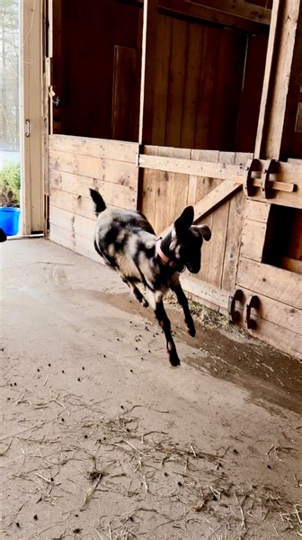 532 reactions · 18 shares | Winter can’t keep mini Nubian buddies Periwinkle, Dilly Bean and Ace down. They are full of it! Totally silly every time I let them out to play so I tried to capture a bit of the hoppy madness for you. Ace is supposed to be visiting to breed the two does, but by all appearances, they’ve decided to be crazy friends instead! Nothing like goats hopping as an antidote to January! | Sunflower Farm | Facebook