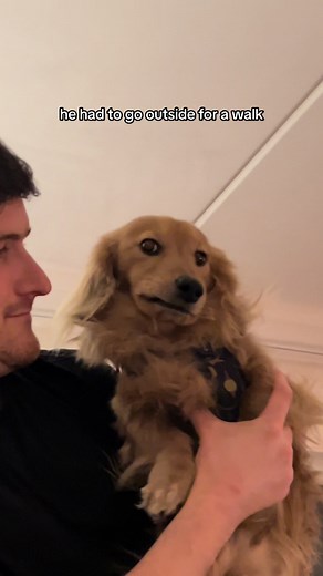 Blond Dachshund's Attitude Problems Explained