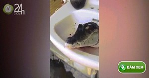 Video: Kinh dị cá sấu bị chặt đầu vẫn há miệng đớp