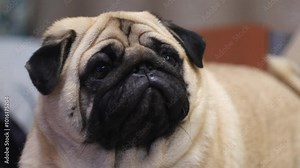 face of cute purebred pug with open mouth looking at camera, adult brown pug portrait, pets concept