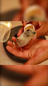 16M views · 269K reactions | MIRA‼️ Como hacer una Incubadora 讀 de huevos casera, Hecha solo con una llanta  de auto reciclada ♻️♻️. #viralreels #pollitos #gallinas #viralvideos #virales #viral #animales #viralvideo #videoviral | Bonita Idea | Facebook