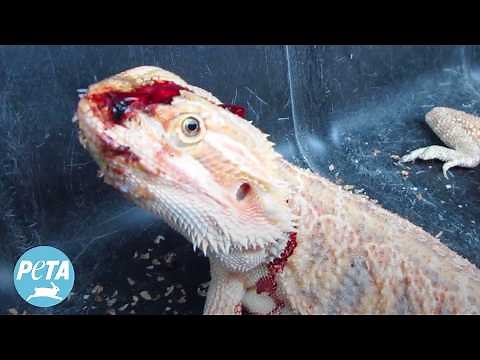 REPTILE CRUELTY REVEALED: PetSmart Supplier's HORRIFIC Neglect Kills Animals!