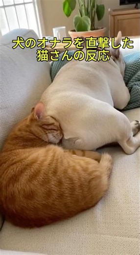 The Cat’s Reaction After Taking a Direct Hit from a Dog’s Fart