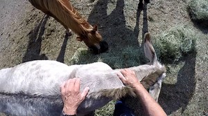 Donkey, possible abscess | Hoof Farrier