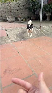 🦮the dog is so cute🦴🦴