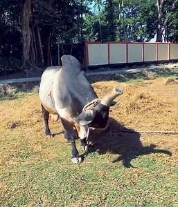 99K views · 890 reactions | আপনি কি জানেন? মেশিনগান নামের এই ষাড়ঁটিকে...