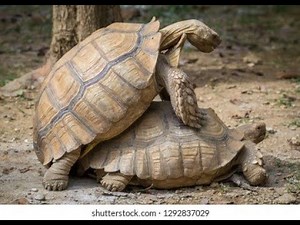 How Turtles Reproduce | Nesting, Eggs & Hatching Explained