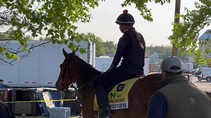 3 comments | Perform enters the Preakness Stakes off a win in the local prep, the Federico Tesio Stakes. Do you think he can keep that momentum going? | Paulick Report | Facebook