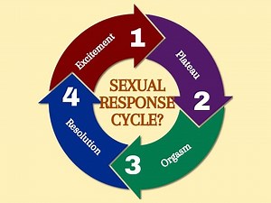 Understanding the Phases of the Sexual Response Cycle