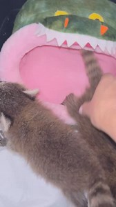 The most gentle Alligator | Little Bit Wildlife Rescue