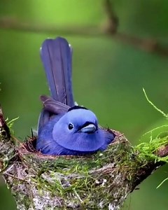 Black-naped monarch. Just building our home for my kids and me🐦 | Wildlife Lovers