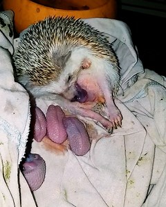 369K views · 3.5K reactions | Hedgehog gives birth to five tiny hedgehogs! 璉 | MetDaan Beauty | Facebook