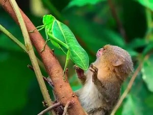 A pygmy marmoset being fascinated by a katydid. #animalvideos | Animals Videos