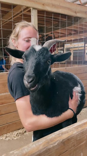 Beautiful, blue eyed Pickle. 💙 | Iowa Farm Sanctuary