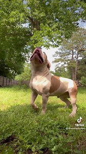 20 reactions | Wheeler’s Trooper is a muscled up power house  | Wheeler Bullies | Facebook