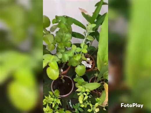 Home Gardening Champions 2023 Education Support Services Division (Regional Office Personnel Category) #DepEdTayoWesternVisayas #TheHomeoftheChampions #MATATAG #BansangMakabata #BatangMakabansa #DepEdPhilippines #HomeGardeningChampions | DepEd Tayo Western Visayas Region