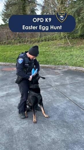 OPD K9 Baxx & Community K9 Bentley practicing their sniffing skills, tracking down some easter eggs. Have a safe weekend Oly! | Olympia Police Department