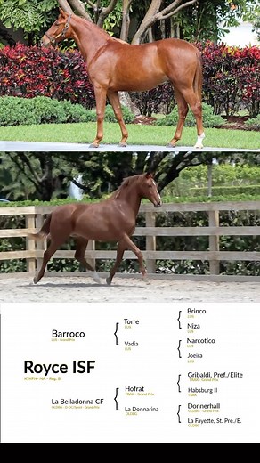 30 reactions | Lusitano x Warmblood Prospect Available for Sale in...