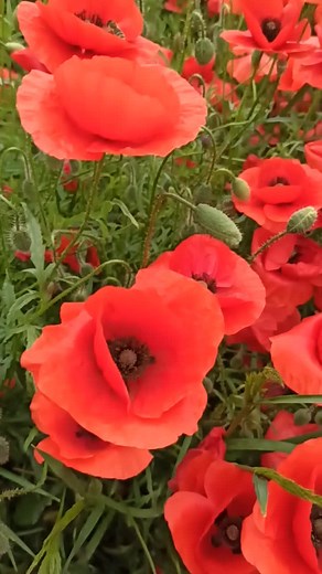 Stunning Red Poppies in Full Bloom