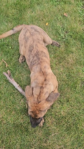 #digging #badboy #dirtydog #miluthemightymastiff | Dawn Nyberg