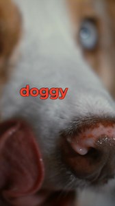 Brushing your dog’s teeth is hard. Vet cleanings? Expensive. That's why over 10,000 dog parents are turning to ProDenta. It is the easy, safe and affordable choice for fresh breath and healthy teeth. One scoop a day, and your pup’s mouth stays clean and happy. ✅ Healthier and Pearly White Teeth ✅ Fresh Breath and More Snuggles ✅ Avoids Plaque & Tartar Build Up Try it risk-free with our 180-day guarantee! | Pup Labs