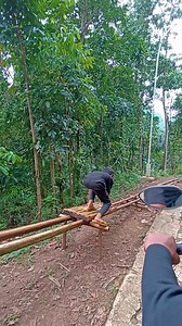 Rollercoaster in the Forest | Be GIF