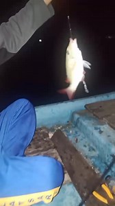 Ikan katamba🐟🎣 #mancingmalam #fish #kakap | Fishing Hunter