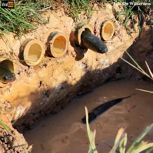 60K views | Build Deep Hole Underground Fish Trap Make From 5 Bamboo Pipe | Believe This Fishing? Credit: Life On Wilderness - youtu. be/vodykP6I6m0 | Silver Bee Group | Facebook