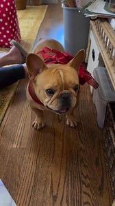 Bows are for biting, not for presents. | French Bulldog