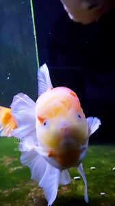Angel will always be the cutest fish in the tank! #fancygoldfishfanatics #goldfish #fancygoldfish #pond #aquarium #goldfishtank #goldfishunion #starfisheries #goldfishofinstagram #goldfishpond #goldfishlover #goldfishkeeper #oranda #orandagoldfish | Aquatic Elements