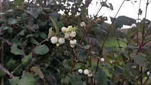 Moody autumn skies at @thewindmillsuffolk today 🍁 Adults only holiday accommodation in a luxurious converted windmill! 🎉 The perfect place to escape and relax. 😁 #thewindmillsuffolk #autumn #holiday #travel #relax #suffolkskies #windmill #suffolk #unusualplacestostay | The Windmill Suffolk