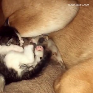 Love at first sight! 😍❤️ | VT