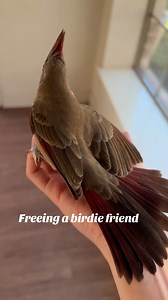 17K views · 221 reactions | Musician frees trapped desert cardinal | Animal Stories | Facebook