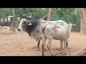 White Cow and Bull cross and Crossover Process | Checking Heat Signs in Cattle | Natural Breeding