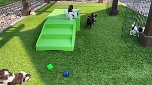 Fun in the sun for Nola puppies! ❤️🐶🐾 | Riverbend Labradoodles