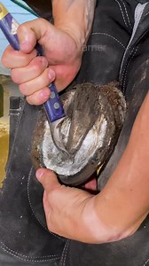 Hoof trim #asmr | Nordic Farrier