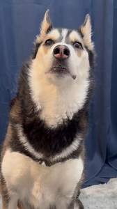 Queen of tantrums🤣 #husky #pets | Maya The Husky