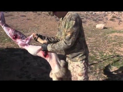 HOW TO SKIN COYOTES!!