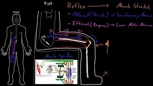 Muscle stretch reflex