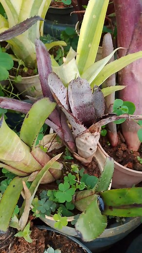 💜💜💜 Mine this cute one 😁 Plant id :aechmea malva | Hardin Nierena