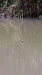 If float bite alarms existed… | The Amateur Fishing