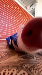 8.9K views · 2.6K reactions | Bom diaaa com um "xêro" do Onofre ☀️ | Instituto Eliseu | Facebook